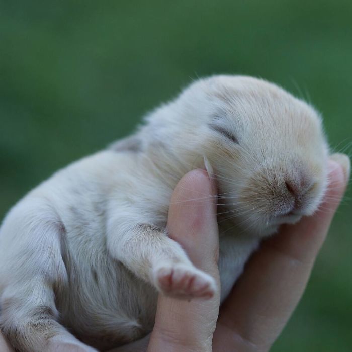 Baby-Rabbits-Palms-Blue-Clover-Rabbitry