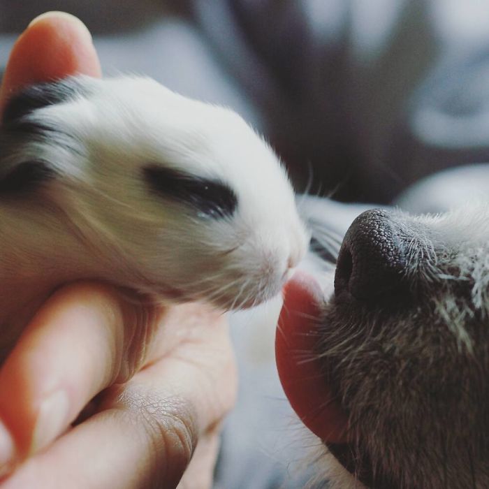 Baby-Rabbits-Palms-Blue-Clover-Rabbitry