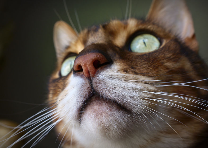 Cat-Noses-Macro-Photography