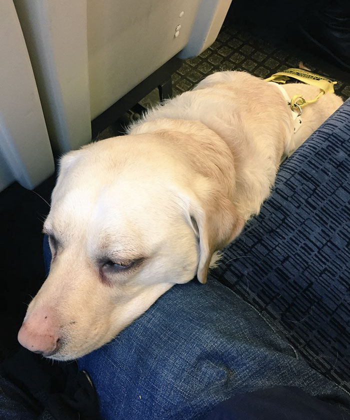 Blind Man Left In 'Tears' After Nobody Gave Up Their Seat For Him And His Guide Dog On The Train