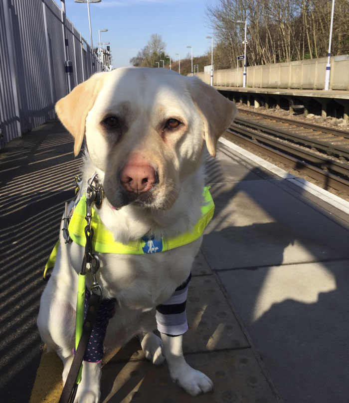 Blind Man Left In 'Tears' After Nobody Gave Up Their Seat For Him And His Guide Dog On The Train Blind Man Left In 'Tears' After Nobody Gave Up Their Seat For Him And His Guide Dog On The Train