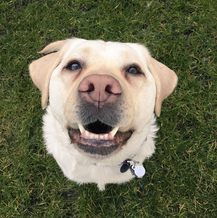 Blind Man Left In 'Tears' After Nobody Gave Up Their Seat For Him And His Guide Dog On The Train Blind Man Left In 'Tears' After Nobody Gave Up Their Seat For Him And His Guide Dog On The Train