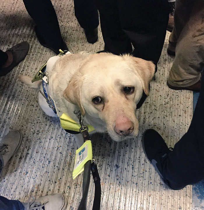 Blind Man Left In 'Tears' After Nobody Gave Up Their Seat For Him And His Guide Dog On The Train Blind Man Left In 'Tears' After Nobody Gave Up Their Seat For Him And His Guide Dog On The Train