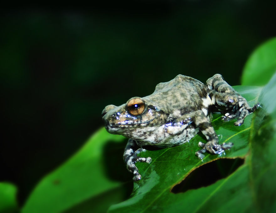 My Macro Photography Tour To Amboli