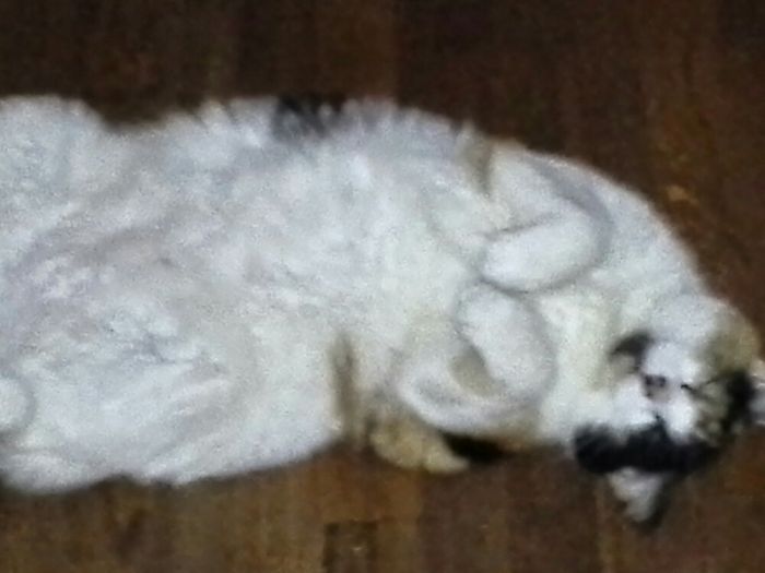 Silly Tellie Pray Napping!