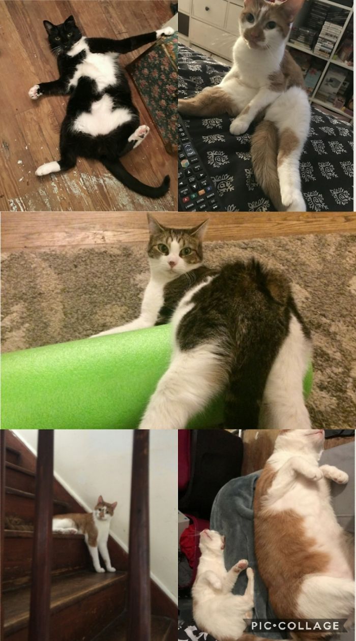 Pepper, Emma, Pebbles, Nugget, Peanut And Moofasa