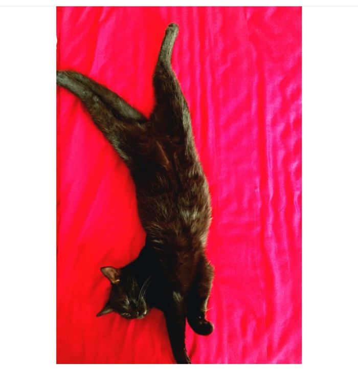 Pues Este Es Mi Gato