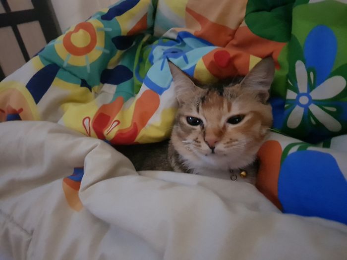 Napping In The Blanket