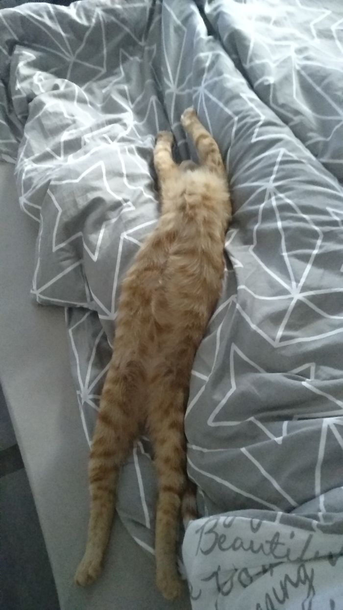 Good Night Sleep 😸