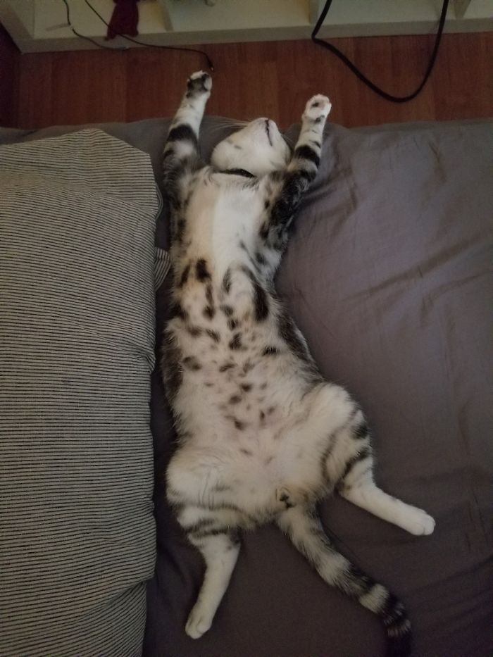 Tofu Loves Napping On Mom's Bed