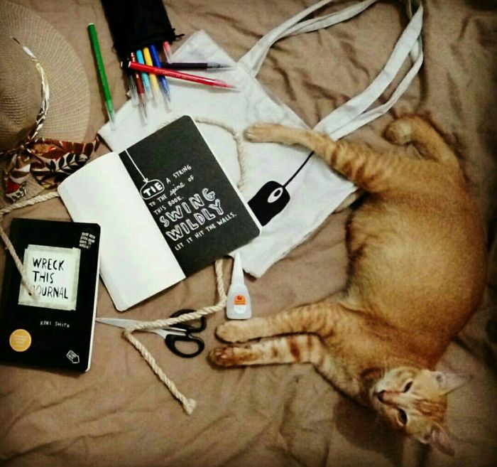 "Hooman, Wreck Something You Said? I'm The Master, So Leave It To Me, You Peasant..."