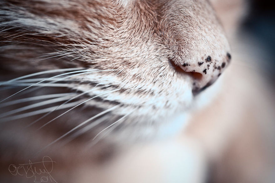 Cat-Noses-Macro-Photography