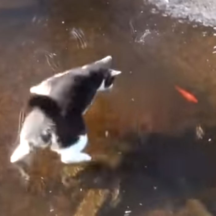 Cat “Walks” On The Water When Trying To Hunt A Fish And The Result Is Hilarious