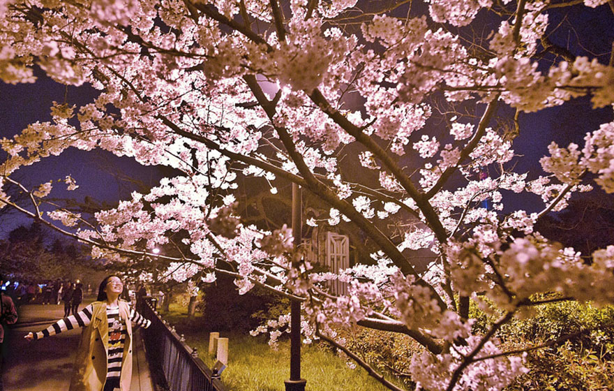 Cherry Blossom