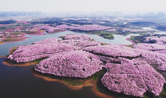 Han florecido los cerezos en China, y probablemente sea uno de los paisajes más increíbles del planeta