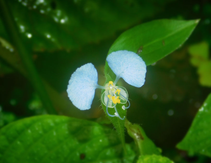 My Macro Photography Tour To Amboli My Macro Photography Tour To Amboli