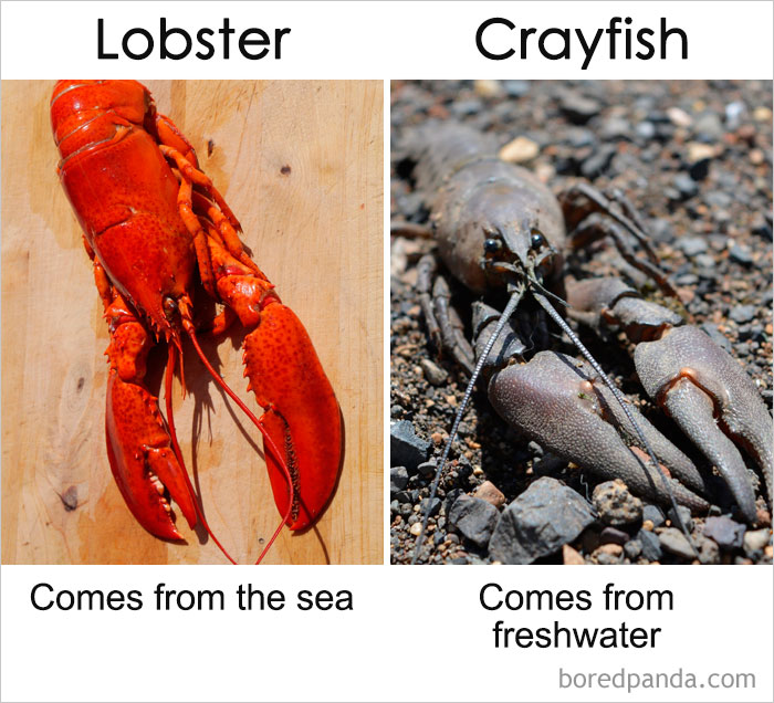 Commonly-Misused-Words-Pairs-Different-Meaning