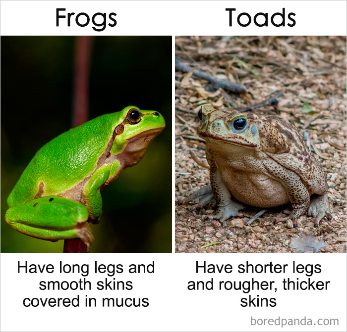 Commonly-Misused-Words-Pairs-Different-Meaning