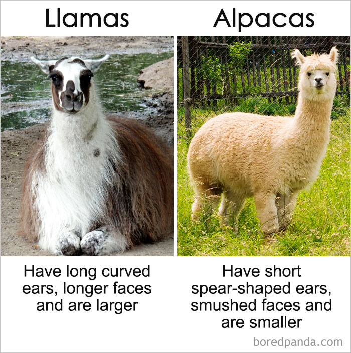 Commonly-Misused-Words-Pairs-Different-Meaning