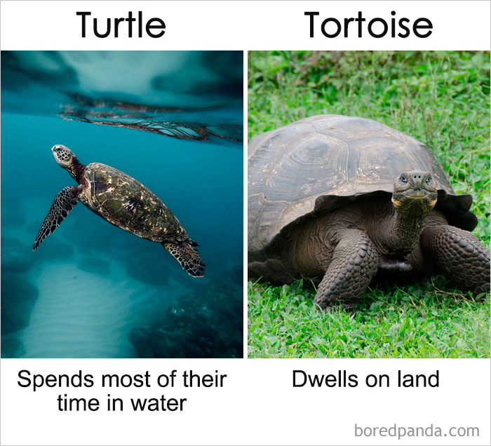 Commonly-Misused-Words-Pairs-Different-Meaning