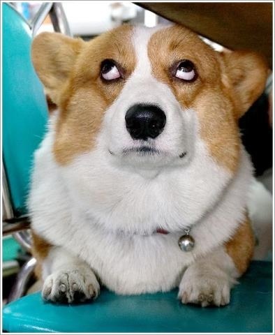 corgi_eye_roll-5a9ebf14e1aaf.jpg