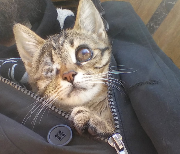Guy Finds A Dying Kitten With Only One Eye In The Streets, Does Everything He Can To Save Her Life