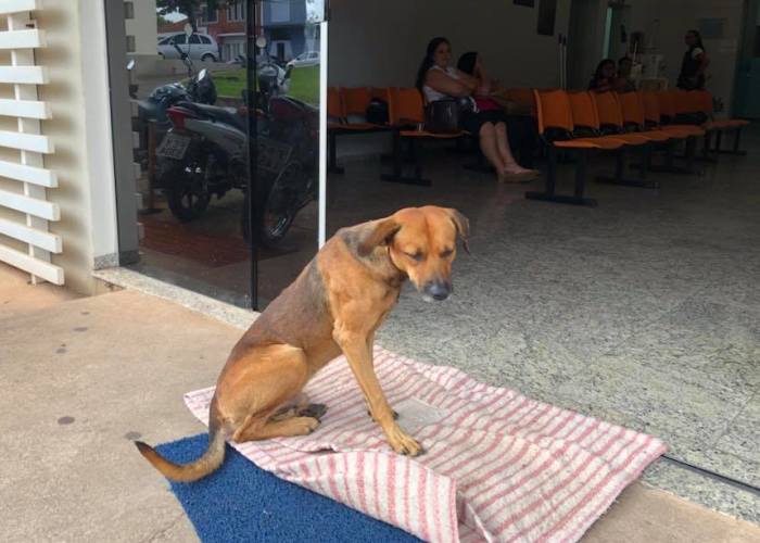 Dog Chases An Ambulance Carrying His Stabbed Owner Who Later Dies, Waits For 4 Months At The Entrance