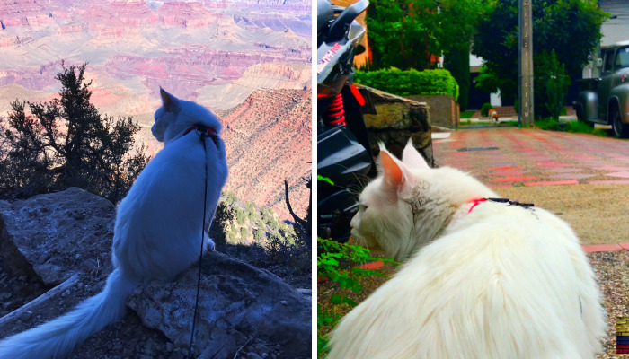 This Traveling Cat Deserves Way More Attention