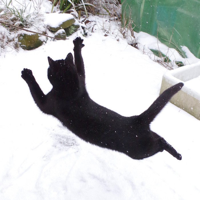 Our Neighbour’s Black Cat Came To Our Garden To Play, And Went Crazy In The Snow