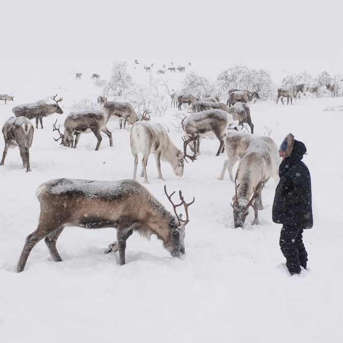 We Went Searching For Santa’s Reindeer At -35 Degrees Celsius