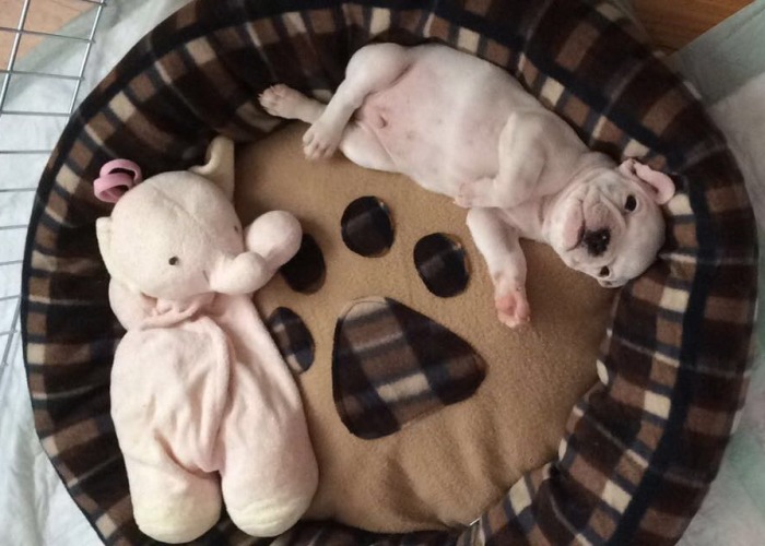 Meet Edgar, My Hyperactive Frenchie