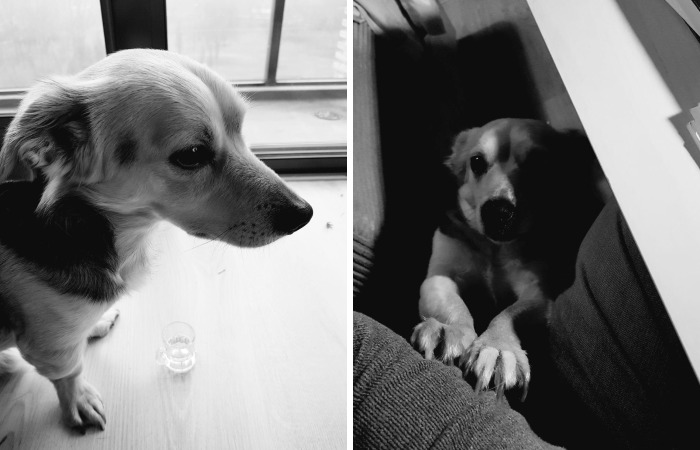 The ‘Sad’ Story Of Arnie The Doggo (Left Behind By His Masters) – As Told By My Brother