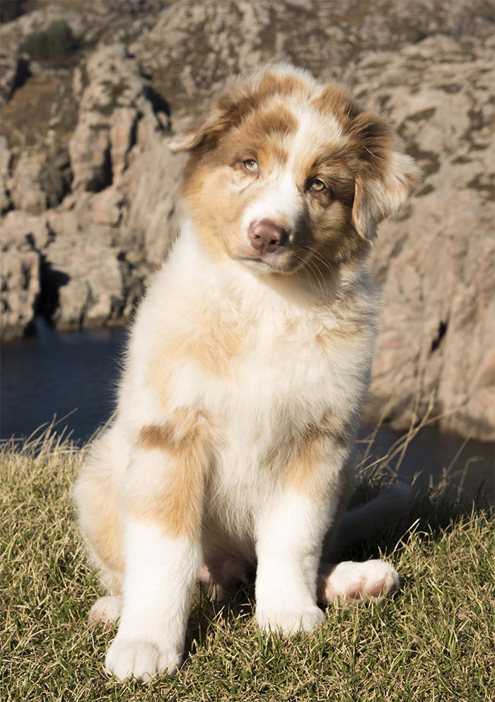 Aussie Puppy