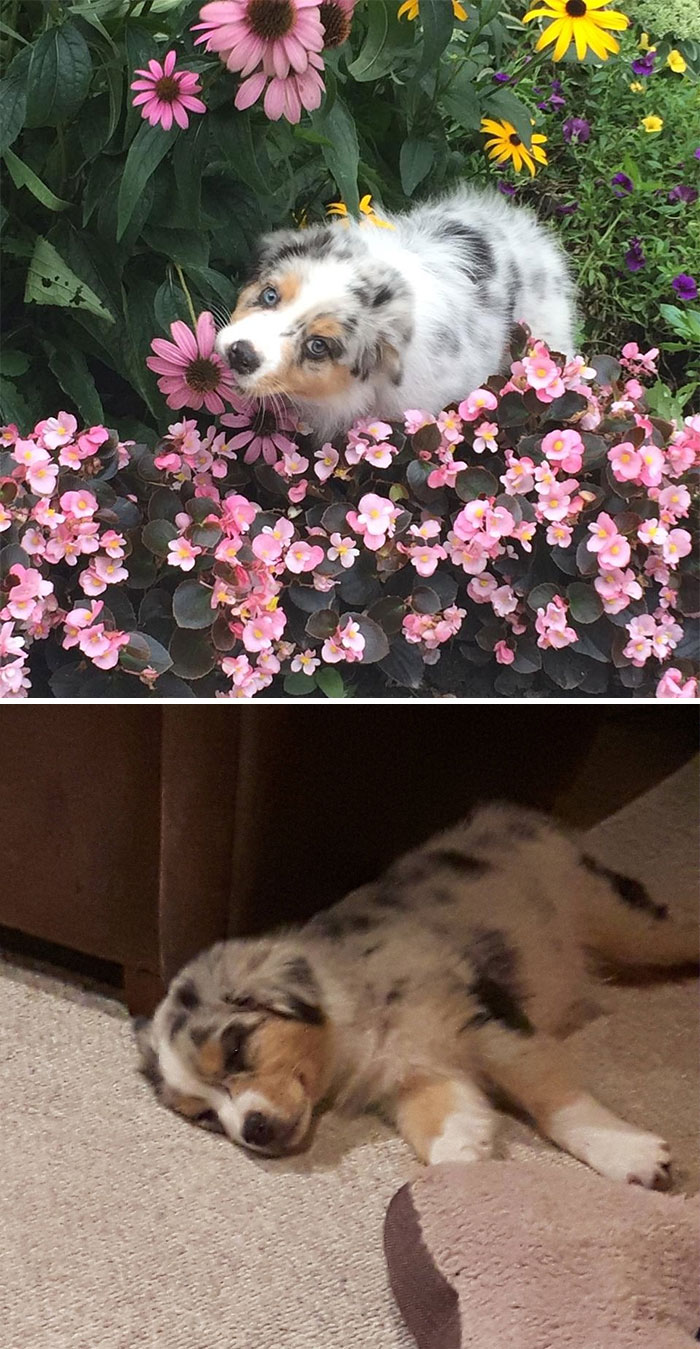 My Parents New Puppy Arlo, The Australian Shepherd