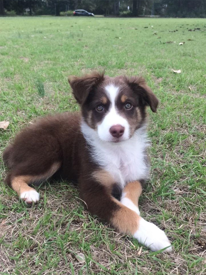 Three Months Old And Already Is A Poser