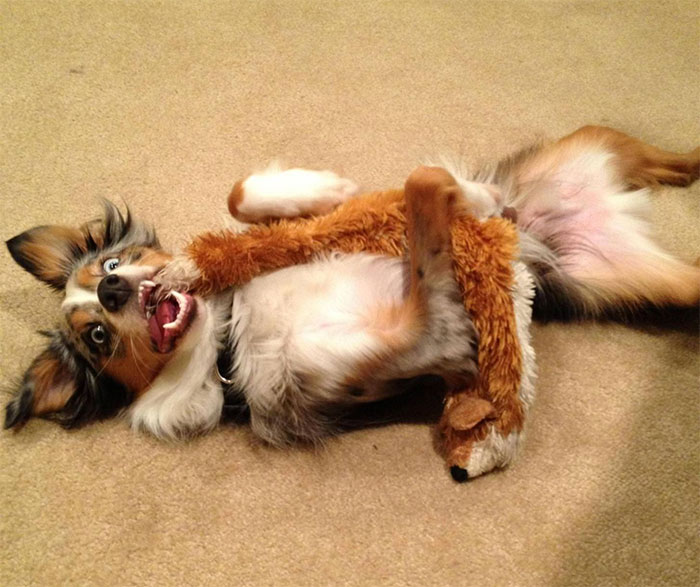 What Do You Think Of My Australian Shepherd? (He Loves His Toy)