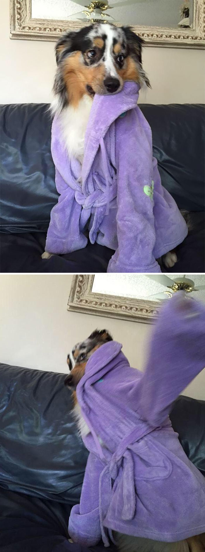 When You Try To Take Cute Pics Of Your Dog But He's Not Having It