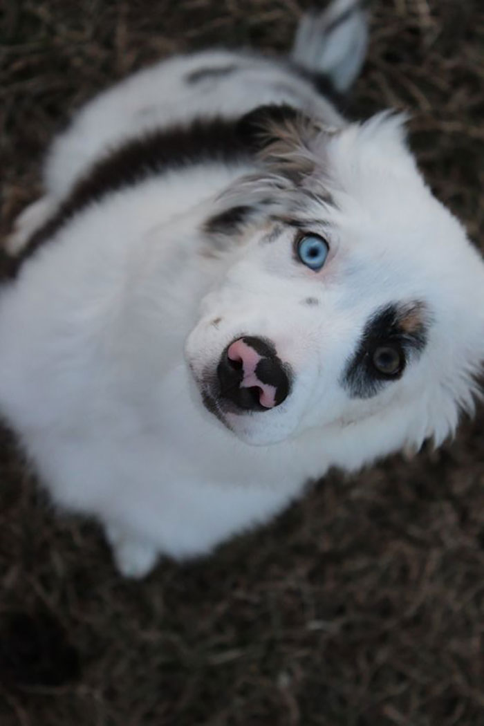 I Think She's The Cutest Aussie Puppy Of All With Her Little Panda-Colored Coat
