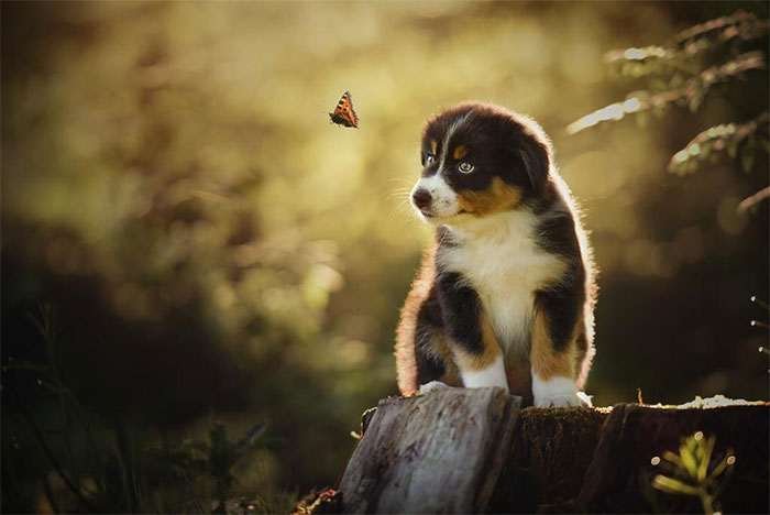 Australian Shepherd Welpen