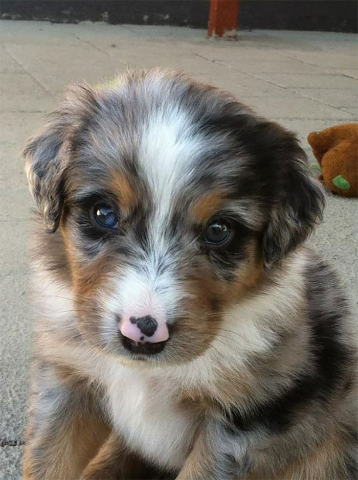 I Present My Sister's Australian Shepherd Puppy, Blu!