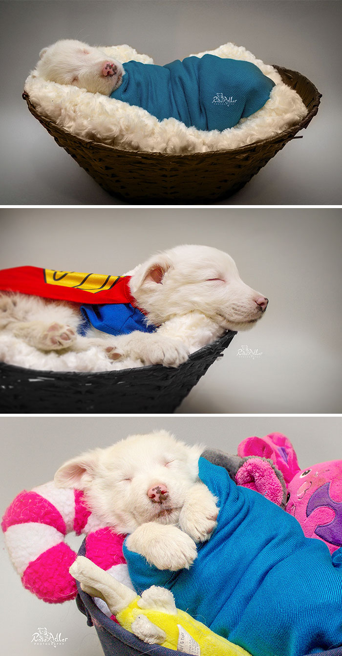 I Did A "Newborn" Photo Shoot With My Foster Puppy, Glenn