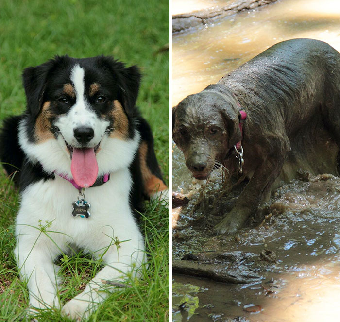 How Fast Can An Aussie Become A Swamp Monster?