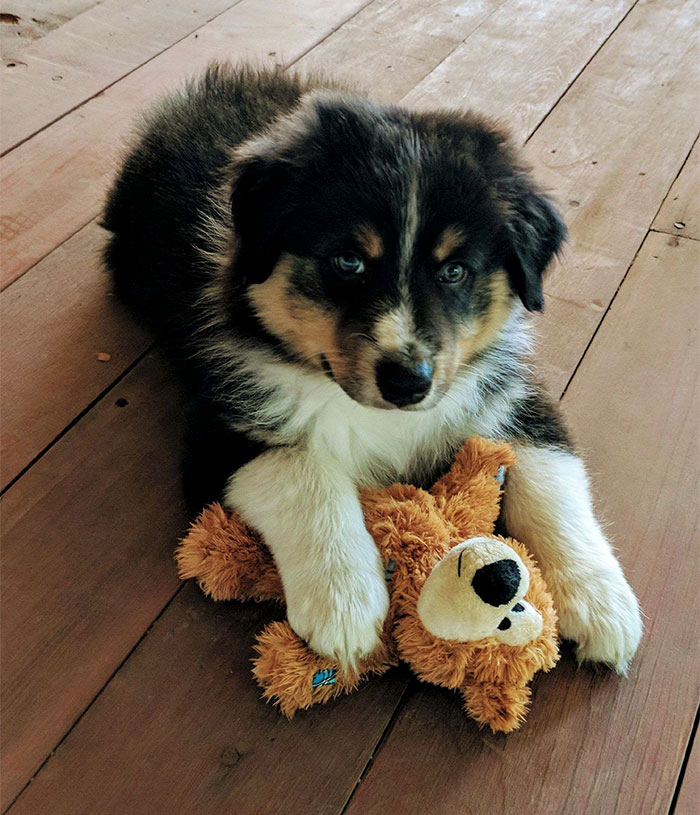 Meet My New Part Time Hiking Partner Cedar