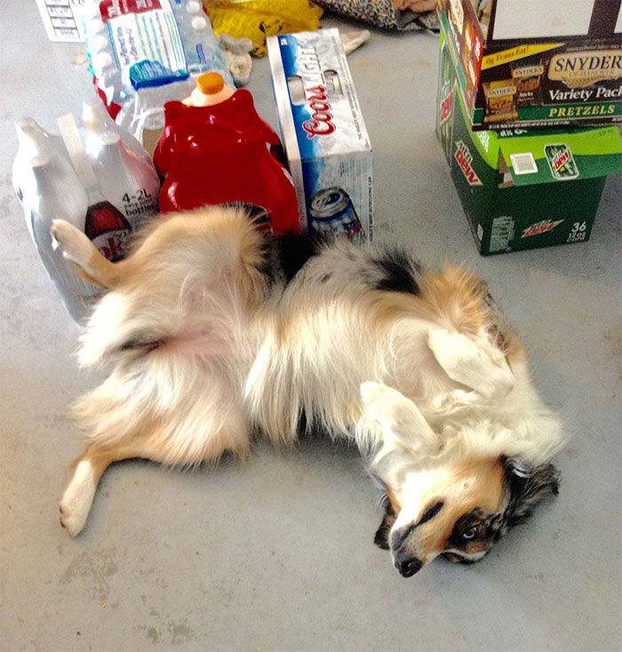 When I Scold My Aussie For Barking At People, This Is Her "I'm Sorry Please Love Me Again" Pose