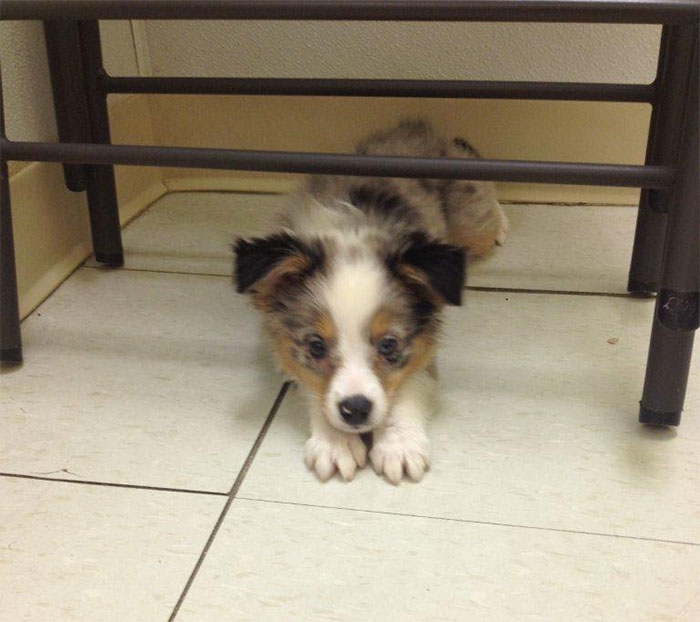 Meet Popper...a Mini Australian Shepherd