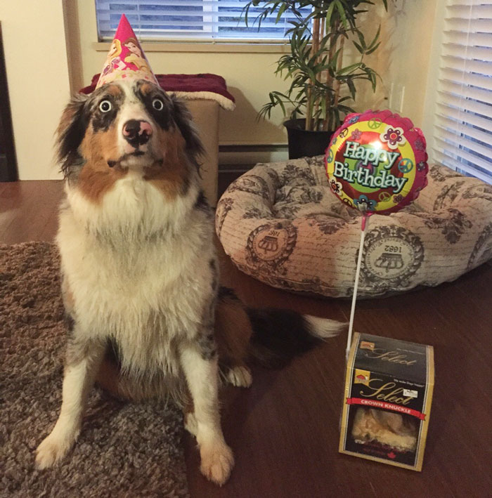 10+ Razones por las que los pastores australianos son los mejores perros