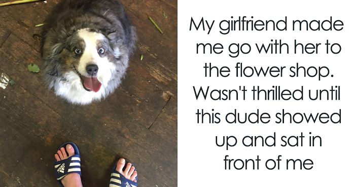 258 Reasons Why Australian Shepherds Are The Best Dogs