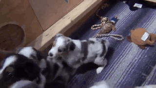 Australian Shepherd Puppies At 5 Weeks Old