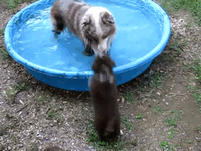 Australian Shepherd Red Tri Puppy In Pool