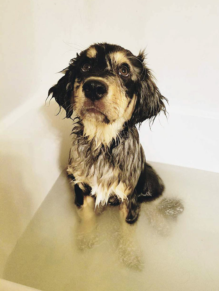 "But I Do Not Like The Bath"